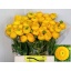 product/img.floraplaza.nl/LRANAZY-LIVE_fotos-0x1B7CFF19883A5CD4F5AF044D9C85C5903BF28996.jpg
