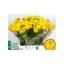 product/img.floraplaza.nl/LRANAZY-LIVE_fotos-0x84B601830BA0A78A033573CD6527DCC75CB7BE7B.jpg