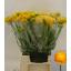 product/img.floraplaza.nl/LRANAZY-LIVE_fotos-0x908969643B7362CEBD011C6F5324652C5842723E.jpg