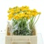 product/img.floraplaza.nl/LRANAZY-LIVE_fotos-0xBA8058DD372F47488D2E98BAEFD9210F6EE20E00.jpg