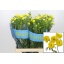 product/img.floraplaza.nl/LRANBUTPHY7-LIVE_fotos-0x980321F9AA97D38D01004AB0AED8918C43CFA2EB.jpg
