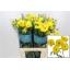 product/img.floraplaza.nl/LRANBUTPHY7-LIVE_fotos-0xD8BE2C03F9C81E441F2E8F82426AF9AA06C4CC92.jpg