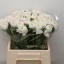 product/img.floraplaza.nl/LRANHAN-LIVE_fotos-0xF3A4267CBC2A4EF798D25E52C686BCC3B08D054A.jpg