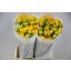 product/img.floraplaza.nl/LRANKO-ASSORTI_fotos-MVA-Ranunculus elegance yellow.JPG