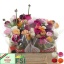 product/img.floraplaza.nl/LRANMIX-LIVE_fotos-0xA31C960DDCE3CA8A2F198FAFA663A1D249FF0DFC.jpg