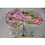product/img.floraplaza.nl/LRANPONHER-ASSORTI_fotos-MVA-Ranunculus ponn pon hermione.JPG