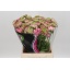product/img.floraplaza.nl/LRANPONHER-LIVE_fotos-0xCDBB988BF56D61E4B46165D10C62BAEB67C2580F.jpg