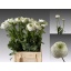 product/img.floraplaza.nl/LRANSNO-LIVE_fotos-0xE501F41308C8BD8CCE6A991AD1941F5DD469DA2B.jpg