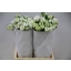 product/img.floraplaza.nl/LRANVA-ASSORTI_fotos-MVA-Ranunculus elegance white.JPG
