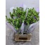 product/img.floraplaza.nl/LREPAL-LIVE_fotos-0xA156A458E0CEF79512352844E0683C6B26E5DAEE.jpg