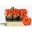 product/img.floraplaza.nl/LRMAR5O-LIVE_fotos-0xFBACE5082E3AF5B1907AF43EF988AF04DF13AD13.jpg