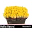 product/img.floraplaza.nl/LRMOON4-LIVE_fotos-0x89B63DB6A95C1F4179590C58E27E4DEEC2383E5D.jpg