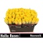 product/img.floraplaza.nl/LRMOON4-LIVE_fotos-0xC7F213EEB9E83476C1B242E98A9B84343A6FCF35.jpg