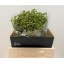 product/img.floraplaza.nl/LROSCOR4-LIVE_fotos-0x8A4AA93F2FC1E18F2715D4C474BE69EB4304C158.jpg
