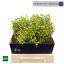 product/img.floraplaza.nl/LROSCOR4-LIVE_fotos-0xC36FE55635EF18F29A473229AF210CB08128B0A3.jpg