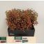 product/img.floraplaza.nl/LROSPLE45-LIVE_fotos-0x787EA38F3CD4853CEE701FCC8951079D61B2297C.jpg
