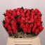 product/img.floraplaza.nl/LRPIN4-LIVE_fotos-0x1A0CF232881B8CDD6C7A6F2CF1ED3BF0B43E8BC5.jpg