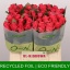 product/img.floraplaza.nl/LRPIN4-LIVE_fotos-0x3BC1EDC0512A1944C9EEAFDB77F955E5BD3CBC8A.jpg