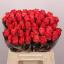 product/img.floraplaza.nl/LRPIN4-LIVE_fotos-0xF894625D0C916549411574D89ED1BF75000B7A75.jpg