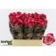 product/img.floraplaza.nl/LRPOP5-LIVE_fotos-0x2AB82CA7F222CAF56FCE9F6BCF2A9E4EBFDB3FCB.jpg