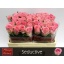 product/img.floraplaza.nl/LRSED5-LIVE_fotos-0x88AB39B1262565A6B7C31744915D3E392FF5B7BD.jpg