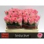 product/img.floraplaza.nl/LRSED5-LIVE_fotos-0x8E6D013A8D750D489541FC656DF717BF5A74B800.jpg