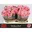 product/img.floraplaza.nl/LRSED6-LIVE_fotos-0x3D00FBC855CE8993DC7585C9DC4DB34BDE1BAB2B.jpg