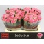 product/img.floraplaza.nl/LRSED6-LIVE_fotos-0x6E293BB69ABB9D2946B4B036FBD42FDAC7664062.jpg