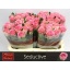 product/img.floraplaza.nl/LRSED6-LIVE_fotos-0xD97421B6DFC60C7B2C5910AA8115A3D2EA6D7F31.jpg