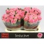 product/img.floraplaza.nl/LRSED6-LIVE_fotos-0xEE835FFC59BC8B17E37D4CA6140C0D8A5CE1D2C3.jpg