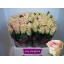 product/img.floraplaza.nl/LRTOP4-LIVE_fotos-0x9E73D7B54CEE6C7DC2B47C6436ADBACF45CCE2D9.jpg