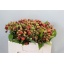 product/img.floraplaza.nl/LRUB5-LIVE_fotos-0x40C30A5063767BFDF3D85B150EBABF635F6044A8.jpg