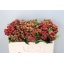 product/img.floraplaza.nl/LRUB5-LIVE_fotos-0xF42EED18ECD3D945B9B72DDC236ACC21E96BDC24.jpg