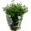 product/img.floraplaza.nl/LRUS1-LIVE_fotos-0xFE26ABA43804A22629ADA93A37DC105B389D1090.jpg
