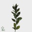 product/img.floraplaza.nl/LRUS5-ART_Fotos-VBN-vbn277.jpg