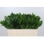 product/img.floraplaza.nl/LRUS5-LIVE_fotos-0x2F7AA4AED5C1B4D852C4772E060FBBEBFFD18091.jpg