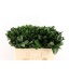 product/img.floraplaza.nl/LRUS5-LIVE_fotos-0xDC9260FDB50C193AE8D31500043814A18BA9D9C7.jpg