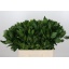 product/img.floraplaza.nl/LRUS6-LIVE_fotos-0x828443AD83A8CA5A7183CC76A3D44059F2D11A21.jpg