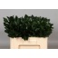 product/img.floraplaza.nl/LRUS6-LIVE_fotos-0xA0C8A14BE17B5F6EECD2F336C1C3BFCB4E05440F.jpg