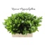 product/img.floraplaza.nl/LRUS6-LIVE_fotos-0xE64D2C9B979CB0B27EE1717F404A9309940EFACC.jpg