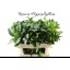 product/img.floraplaza.nl/LRUS7-LIVE_fotos-0x063EAAC622EED60B524CF603957B21149FA48E5F.jpg