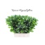 product/img.floraplaza.nl/LRUS7-LIVE_fotos-0xCA9A8CE207FED9DA1007C5F90D76BAA870AC42E1.jpg