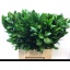 product/img.floraplaza.nl/LRUS7-LIVE_fotos-0xDBEA37F6C59BB07CEE075964D0084D2F5907F83A.jpg
