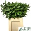 product/img.floraplaza.nl/LRUS7-LIVE_fotos-0xE44358C7DEE6B2E059C7ADE38B8BD74AFF4C1BDF.jpg