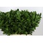 product/img.floraplaza.nl/LRUS7-LIVE_fotos-0xFA67126FEF2E941E4C2F6163C95C4F2E2FE1CC2B.jpg