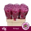 product/img.floraplaza.nl/LSANKRI-LIVE_fotos-0x85FF85818B86272040102E9B8A9AE085D1268145.jpg