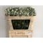 product/img.floraplaza.nl/LSCACAUW6-LIVE_fotos-0xD8FC5CA4260B3F395F882CFA6DDD393E5D6F560D.jpg