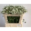 product/img.floraplaza.nl/LSCACAUW6-LIVE_fotos-0xE74A8D59BD57ADF469536BB029F034F5DF1B0AA6.jpg