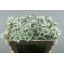 product/img.floraplaza.nl/LSCACAUW6-LIVE_fotos-0xF75A2A14804A2635B23702FA08C37DBDEF8AB909.jpg