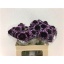 product/img.floraplaza.nl/LSCACHES5-LIVE_fotos-0x865CA878961AF0EFE11AACFE86782F1755578950.jpg